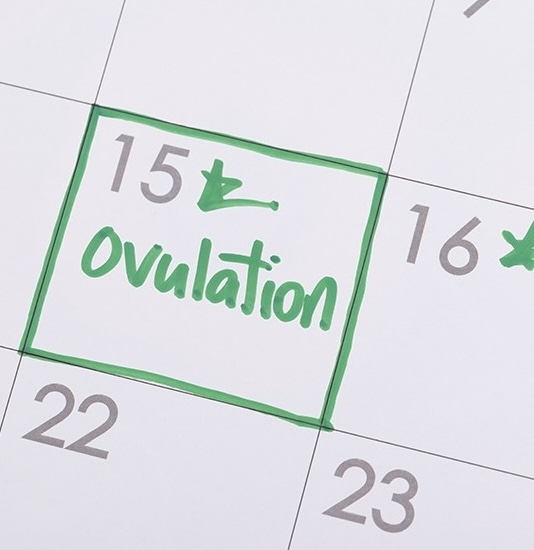 calendario con data dell'ovulazione