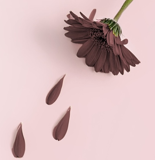 fiore che perde petali marroni